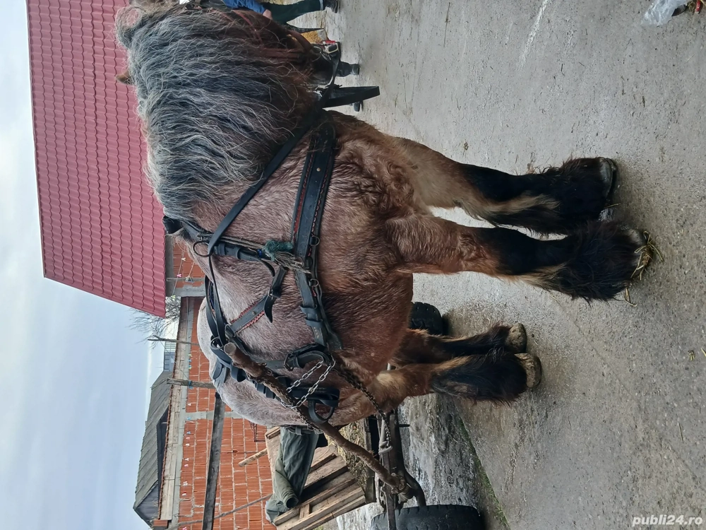 Vând cal de 8 ani cu acte  cal Belgian sau schimb cu iapa afata nu contează ce iapa !!!
