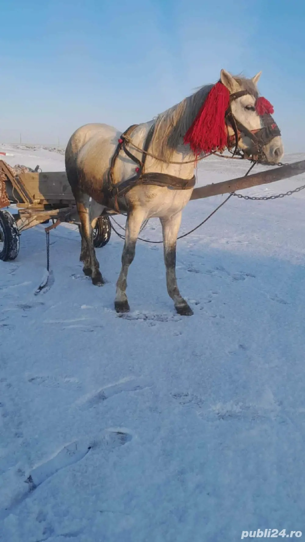 vand cai cuminti tras suta la suta 