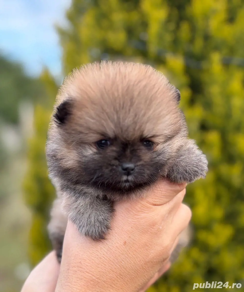Pomeranian cateluse