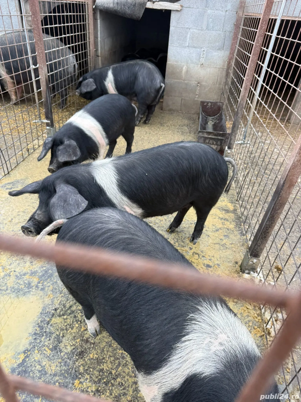 Vand porci bazna calitate superioară