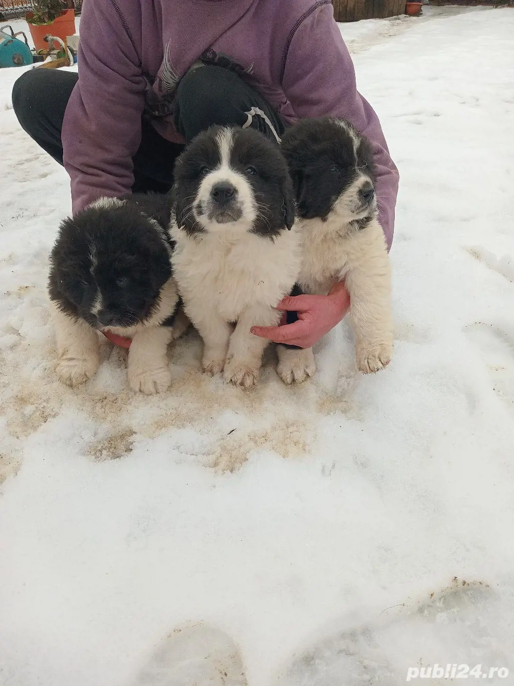 Vand catei ciobanesc de bucovina