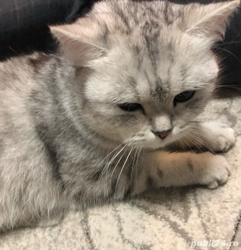 Vand pisica scottisch straight