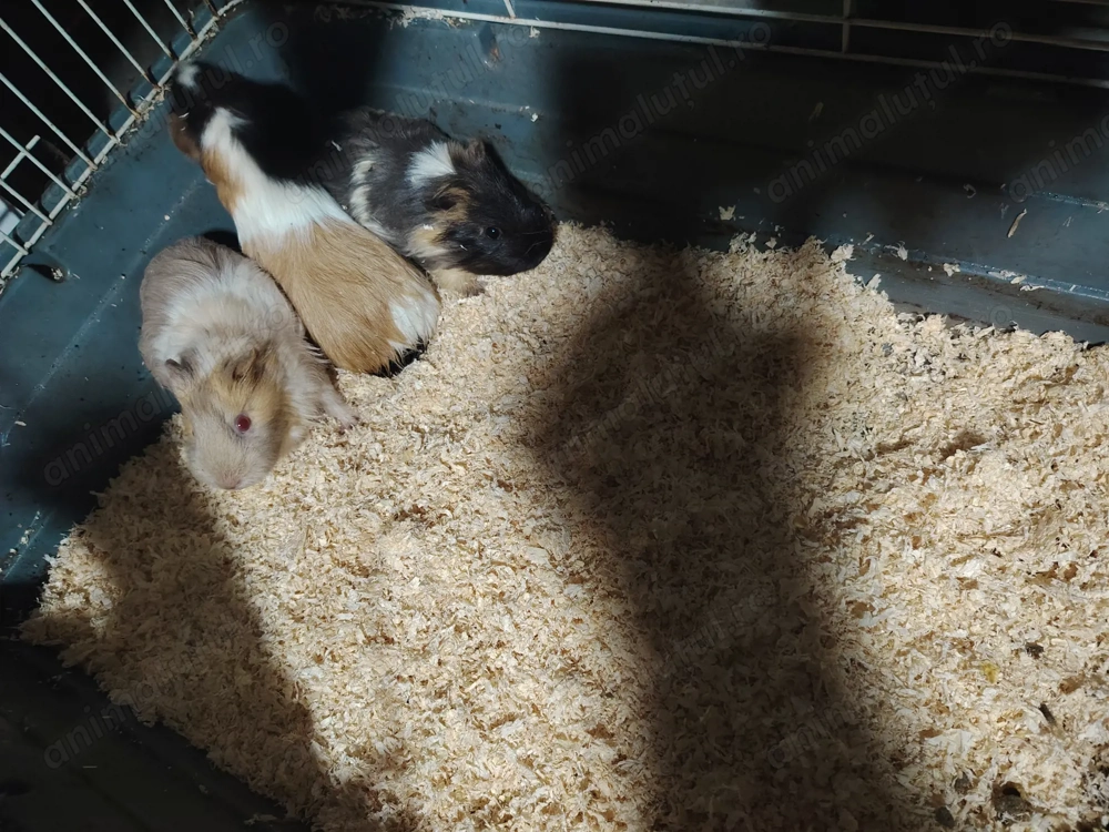 Porcușori de Guineea 