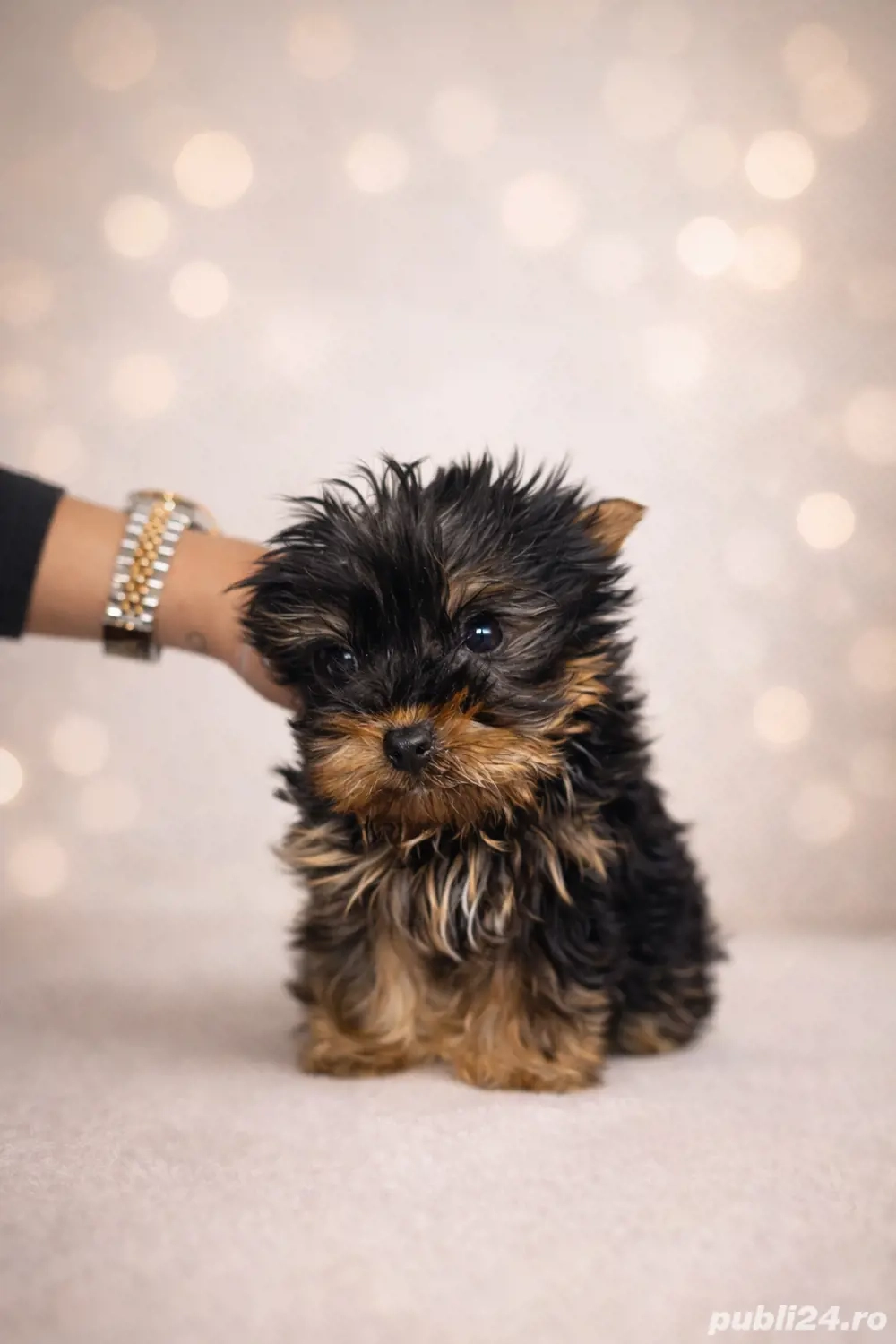 Yorkshire Terrier Toy   pui 3 luni, vaccinat, talie foarte mică