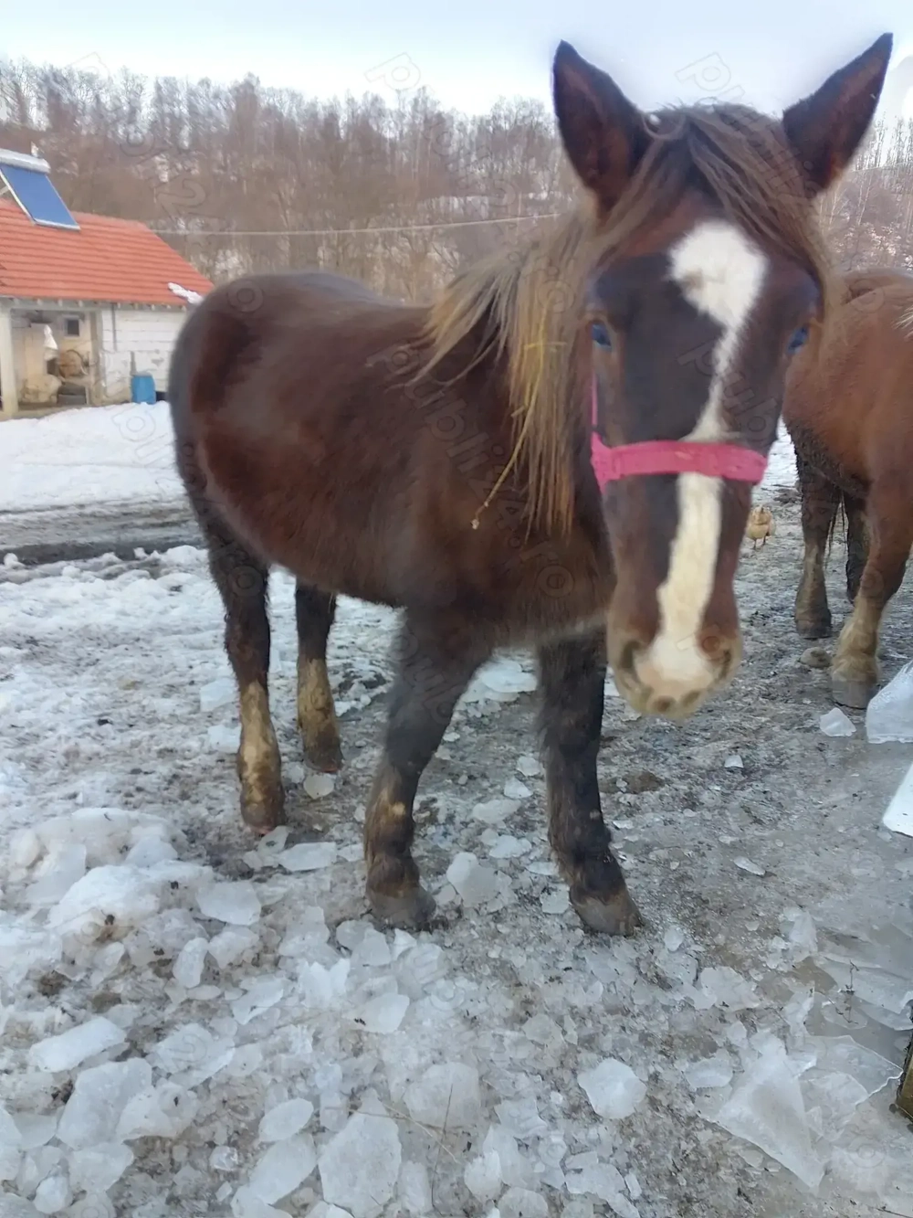 Vând mânză de 2 ani din cai buni 