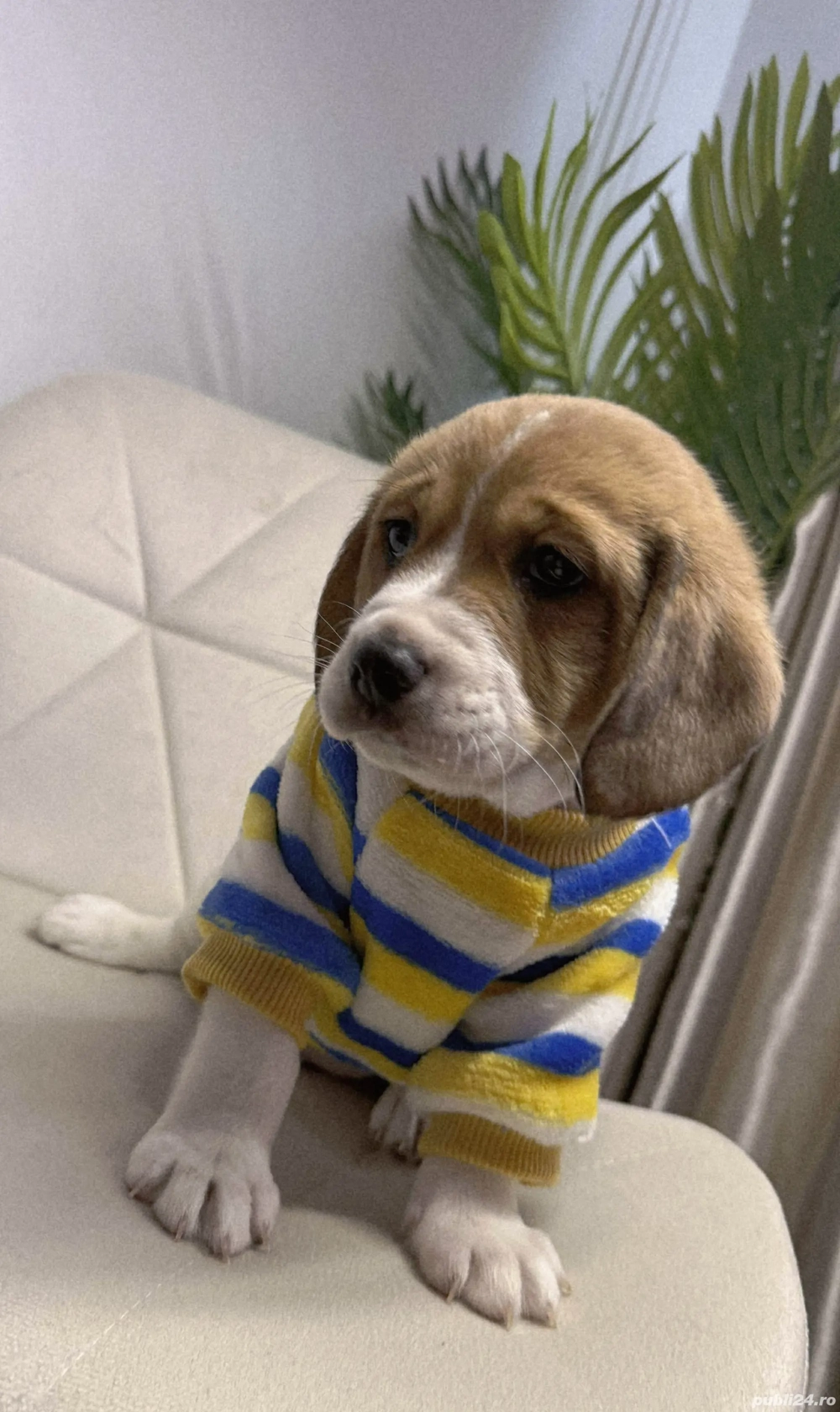 Pui Beagle rasă pură