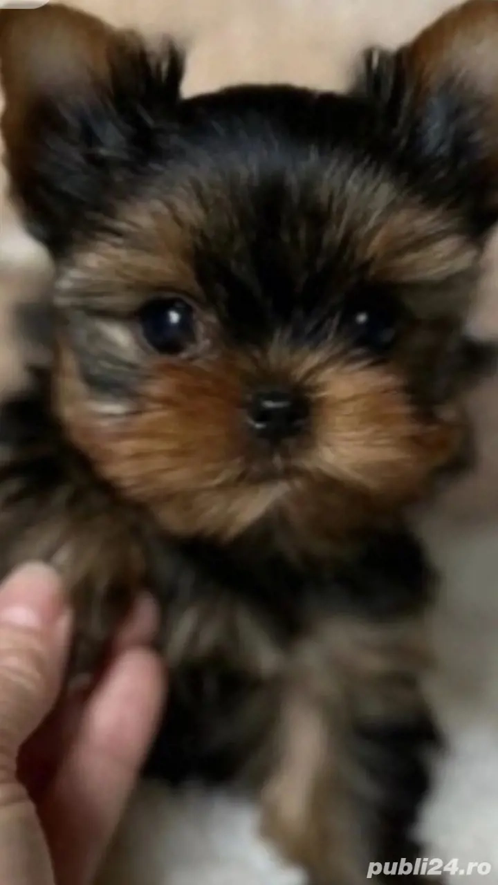 Baietel yorkshire terrier tea cup 