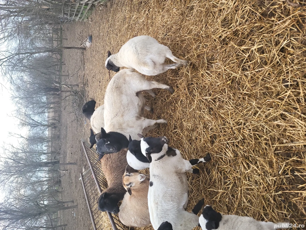 Vand sau schimb berbec dorper