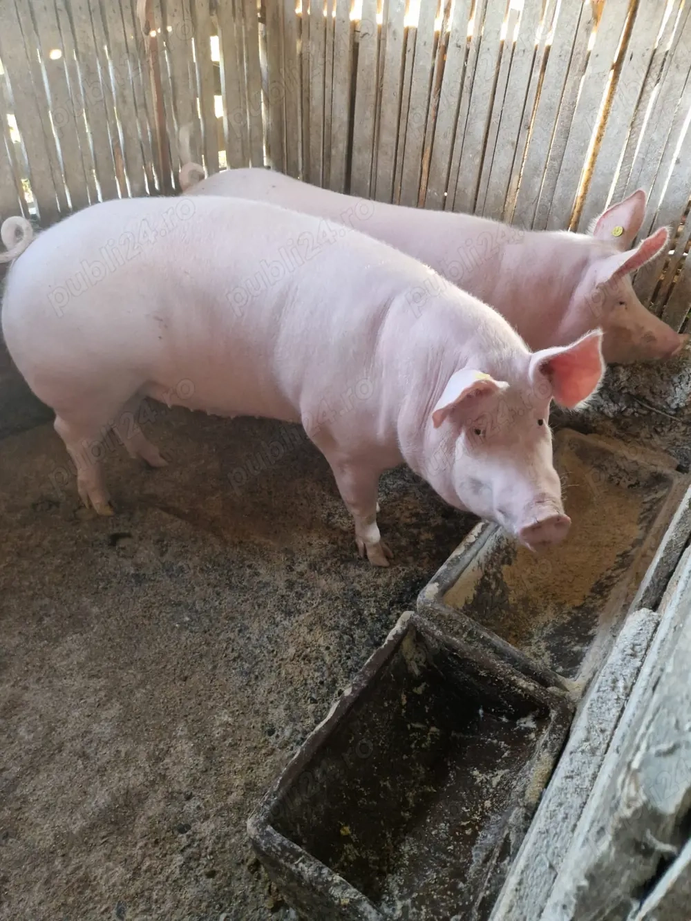 Vand  porc de scrificat crescut bio 