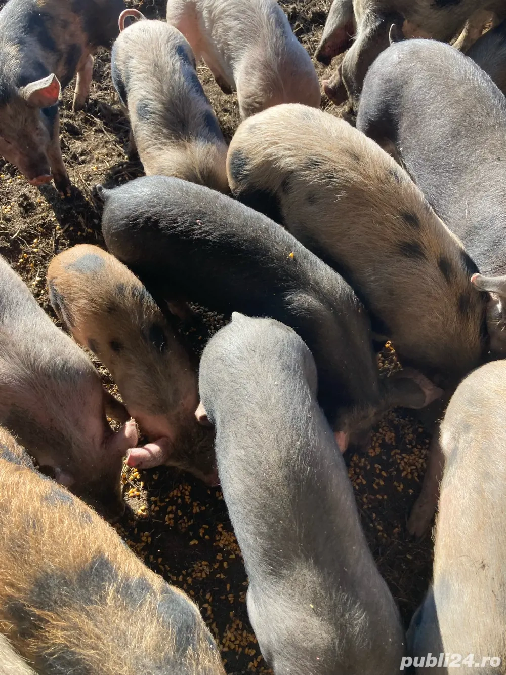  vînd șoldănei și porci