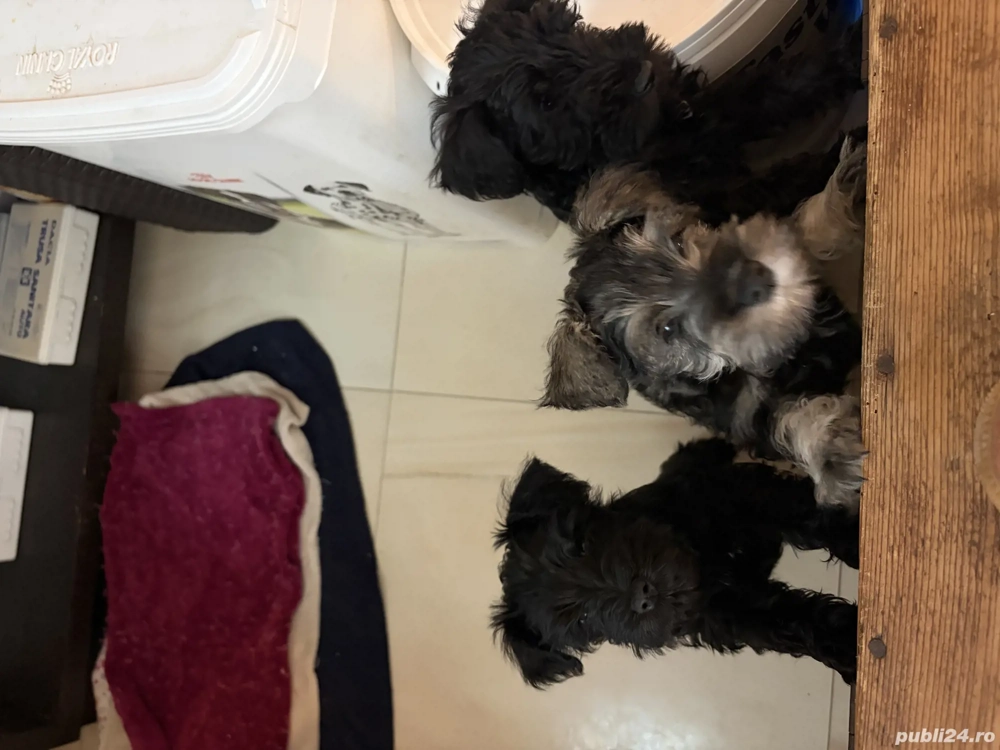 Vând Schnauzer pitic