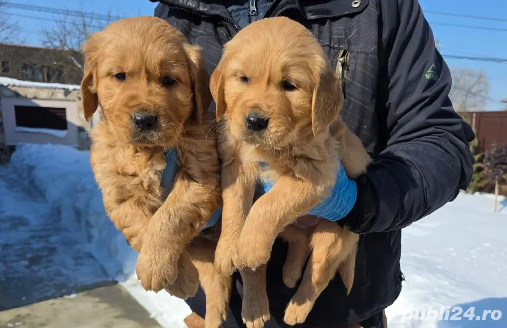 Golden retriever red