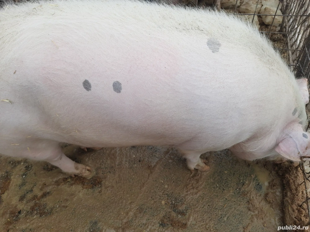 Caut partener la jumătate porc 