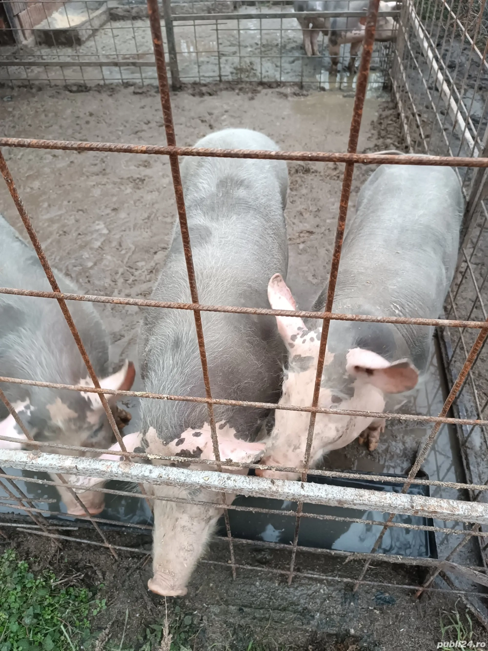 Vând porci și scrofițe pietrain 