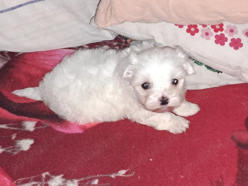 Bichon maltez talie mică 