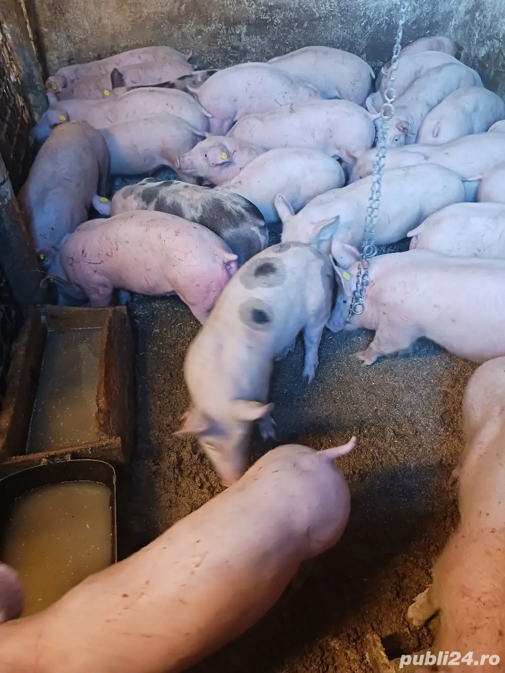 vând soldani de carne diferite mărimi 