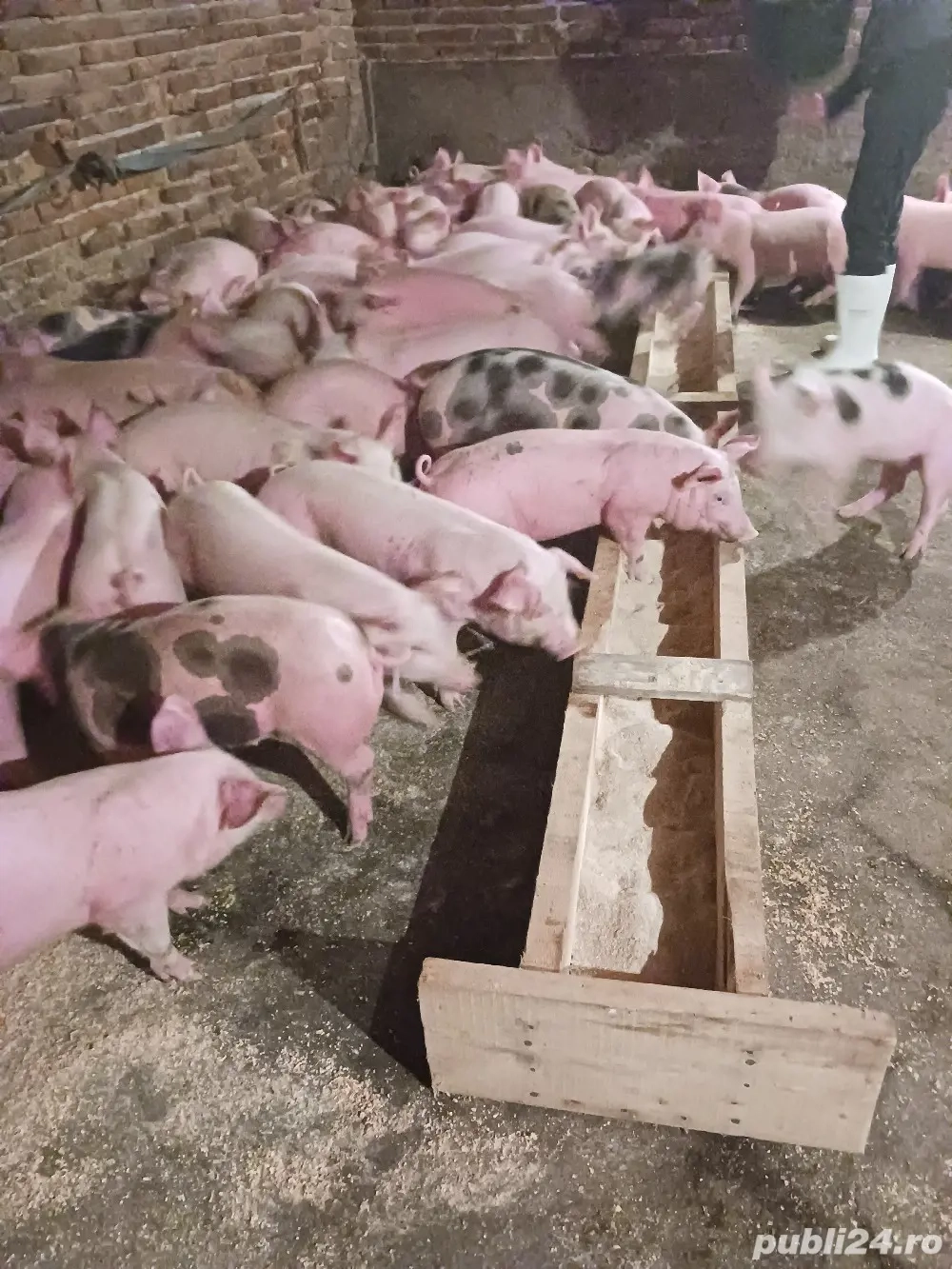 vând purcei și soldani diferite mărimi 