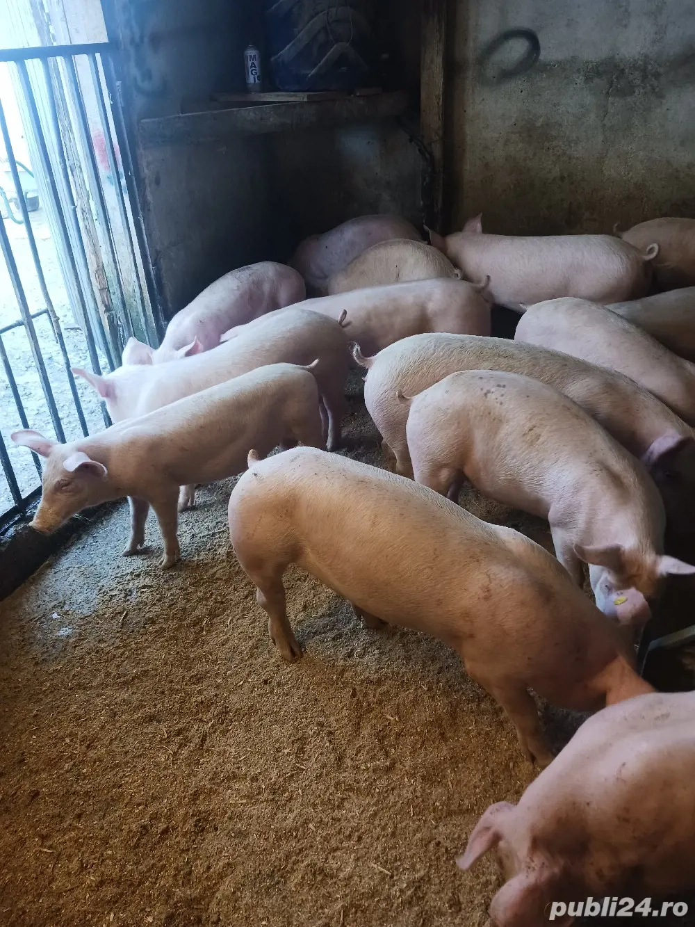 purcei. soldani . porci mari