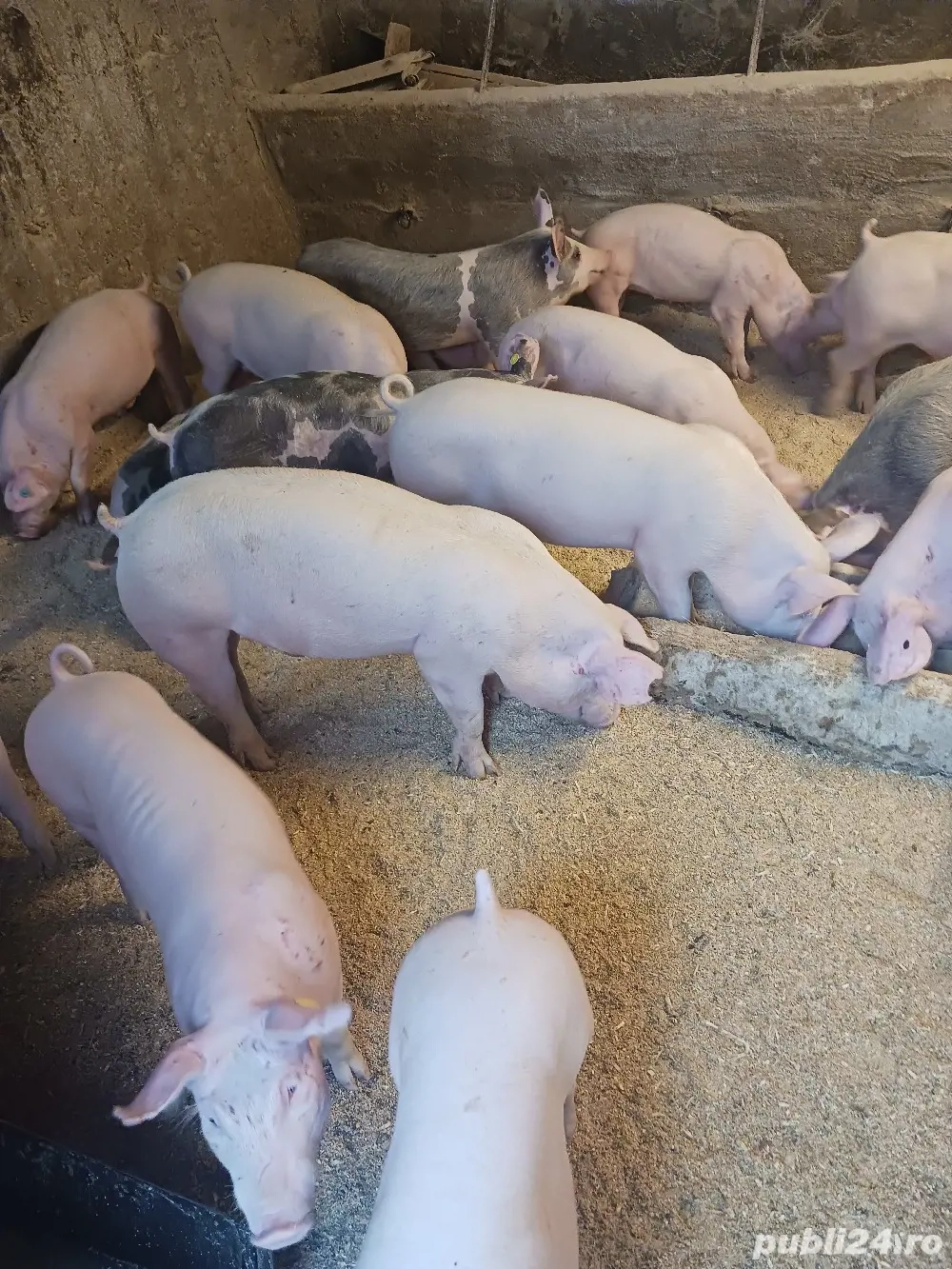 vând soldani de carne diferite mărimi 