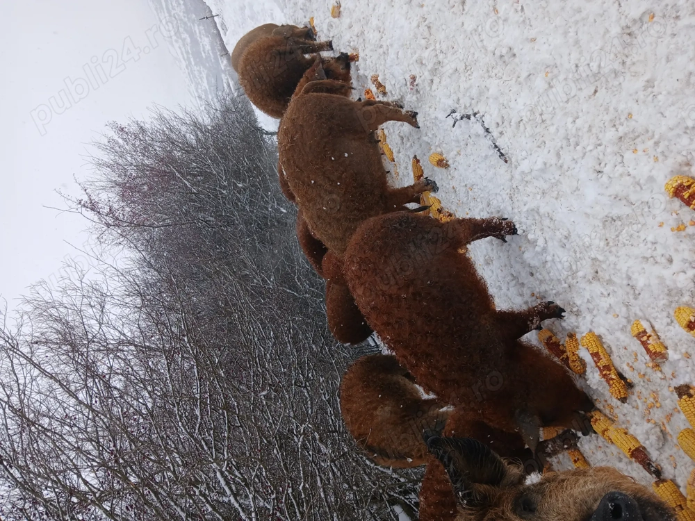 Vând porci mangalita 