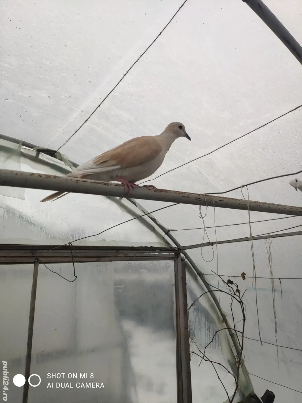 Turturele razătoare .