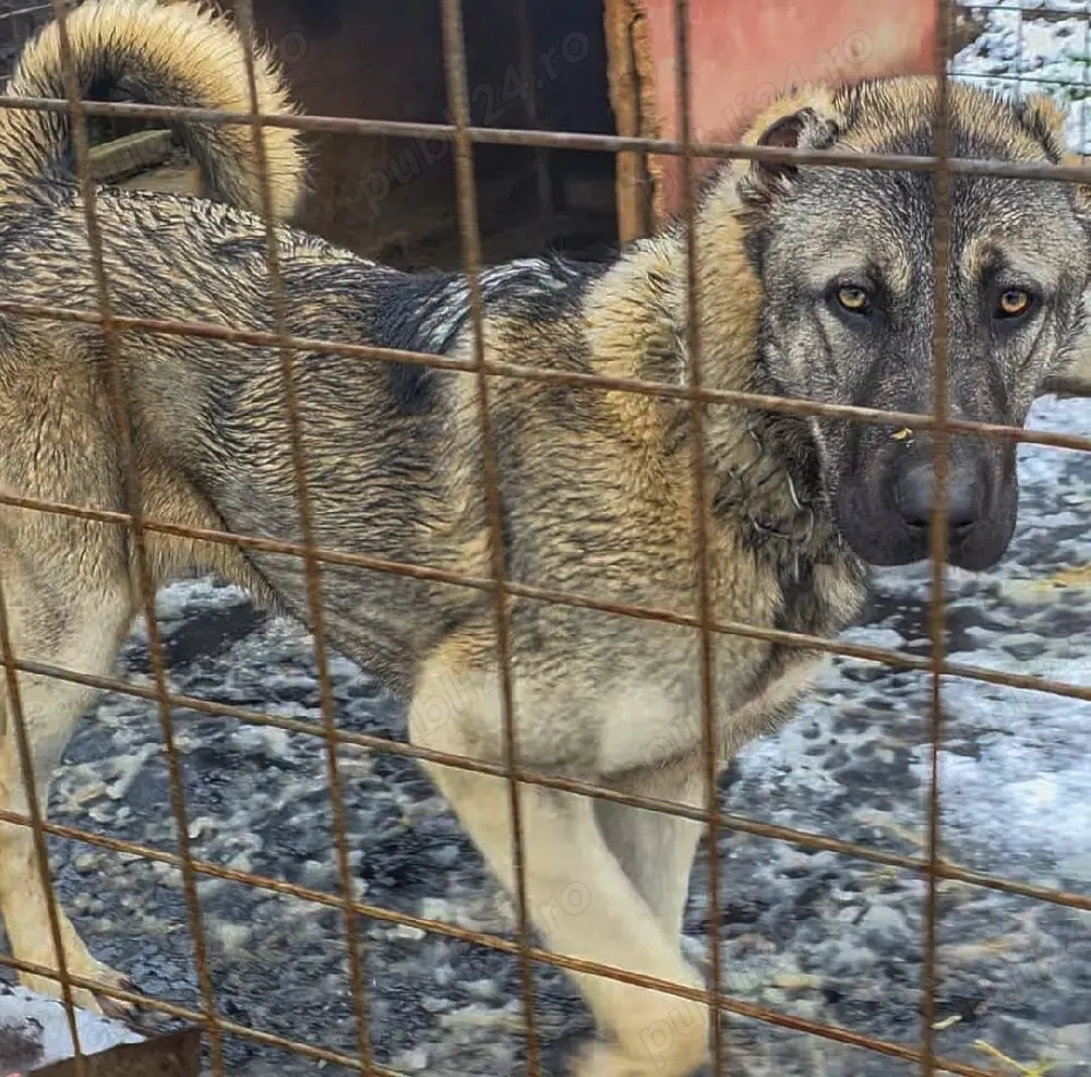 Femela Ciobanesc turcesc Kangal