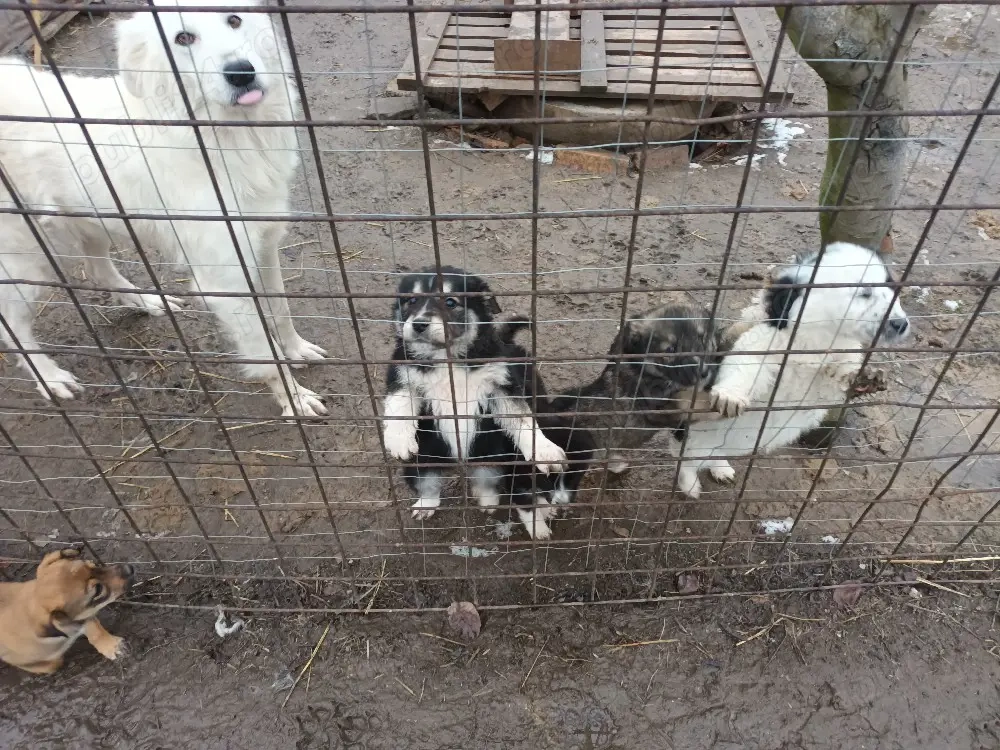 Catei rasa ciobanesc