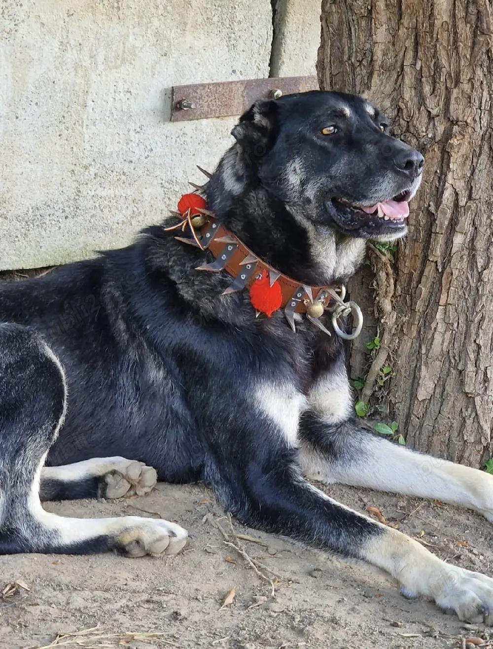 Femela Ciobanesc turcesc Kangal 