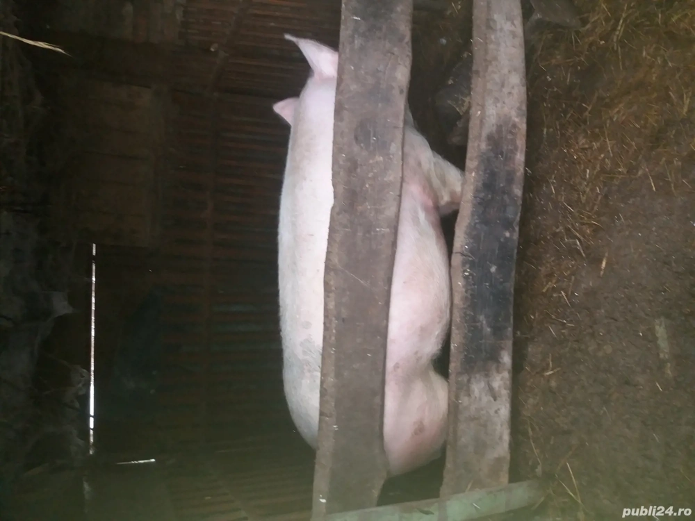 Scroafa gestanta a doua fatare