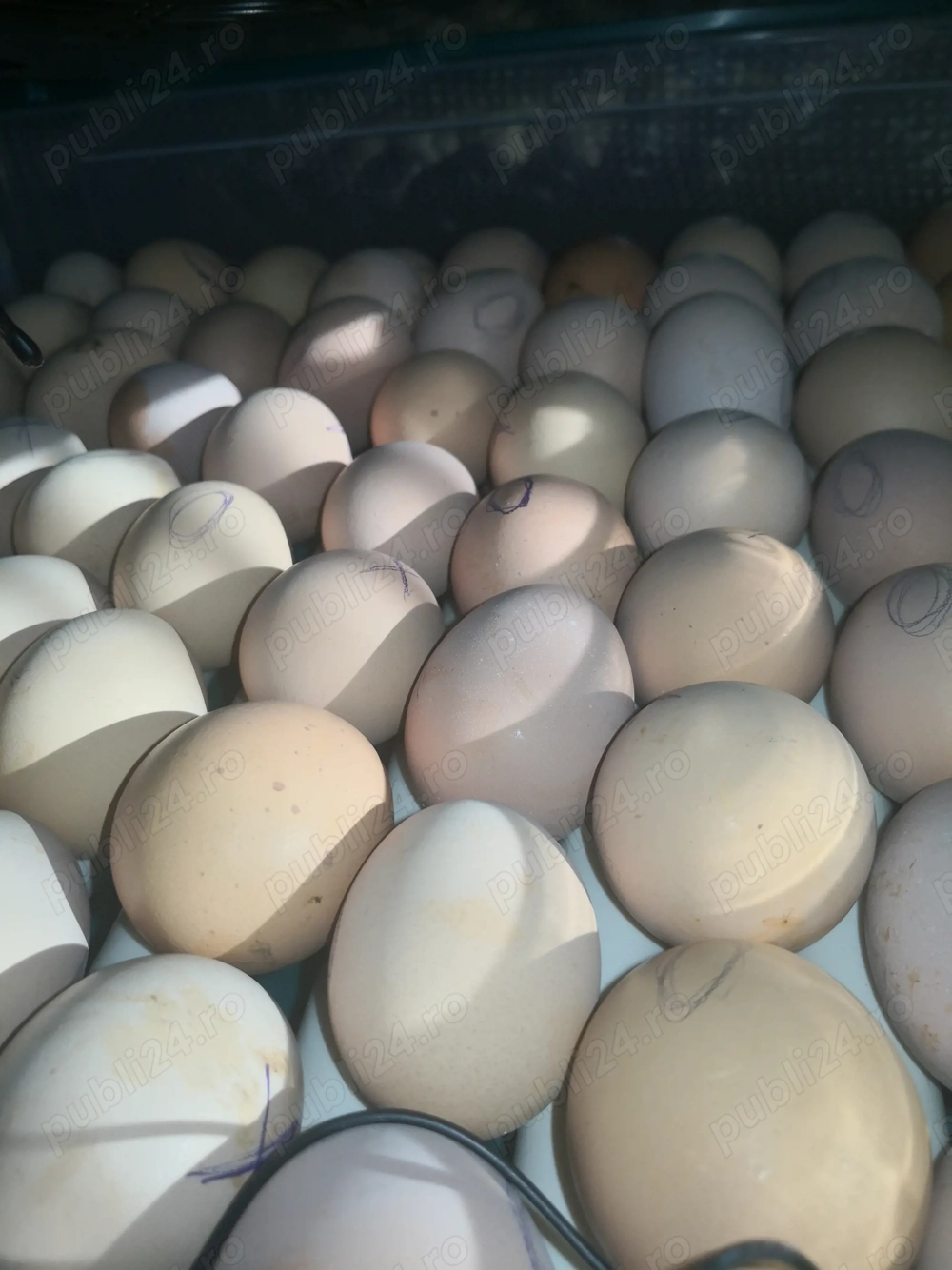 Vând ouă pentru incubat, rasa Australorp. 