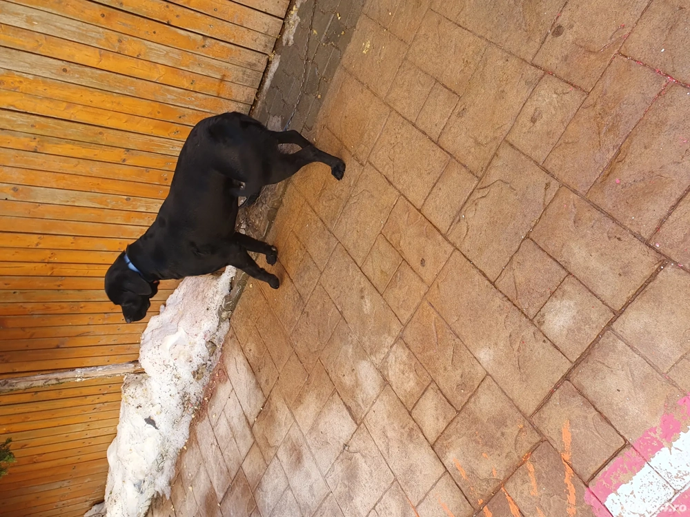 Labrador de vanzare