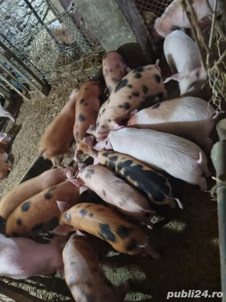 purcei de vânzare 