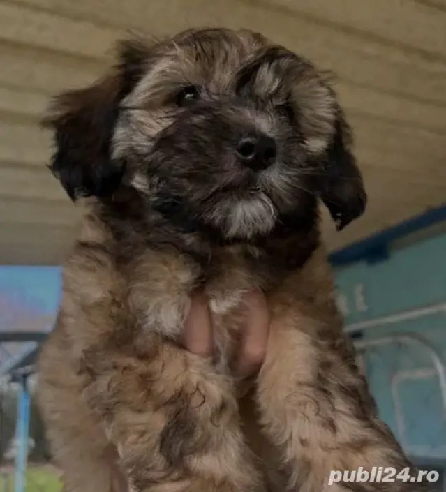 Bichon havanez 350 lei