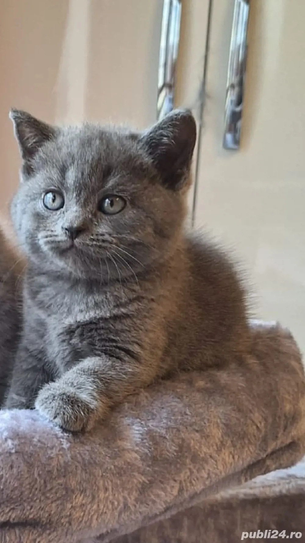 British Shorthair Blue de 8 săptămâni 