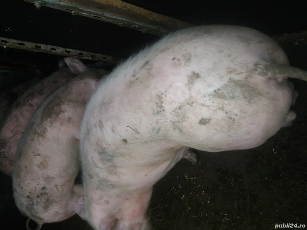 Scroafa gestanta peste 300kg 