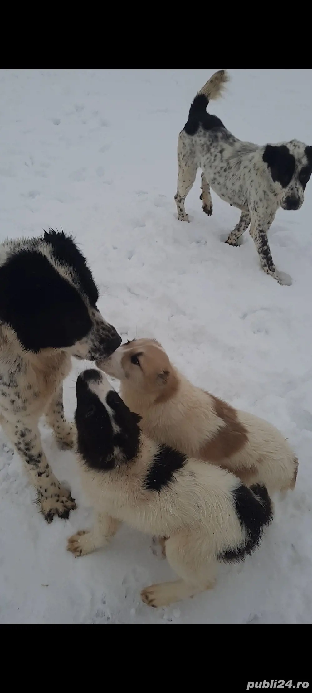 Femela Asia Centrală 300 lei