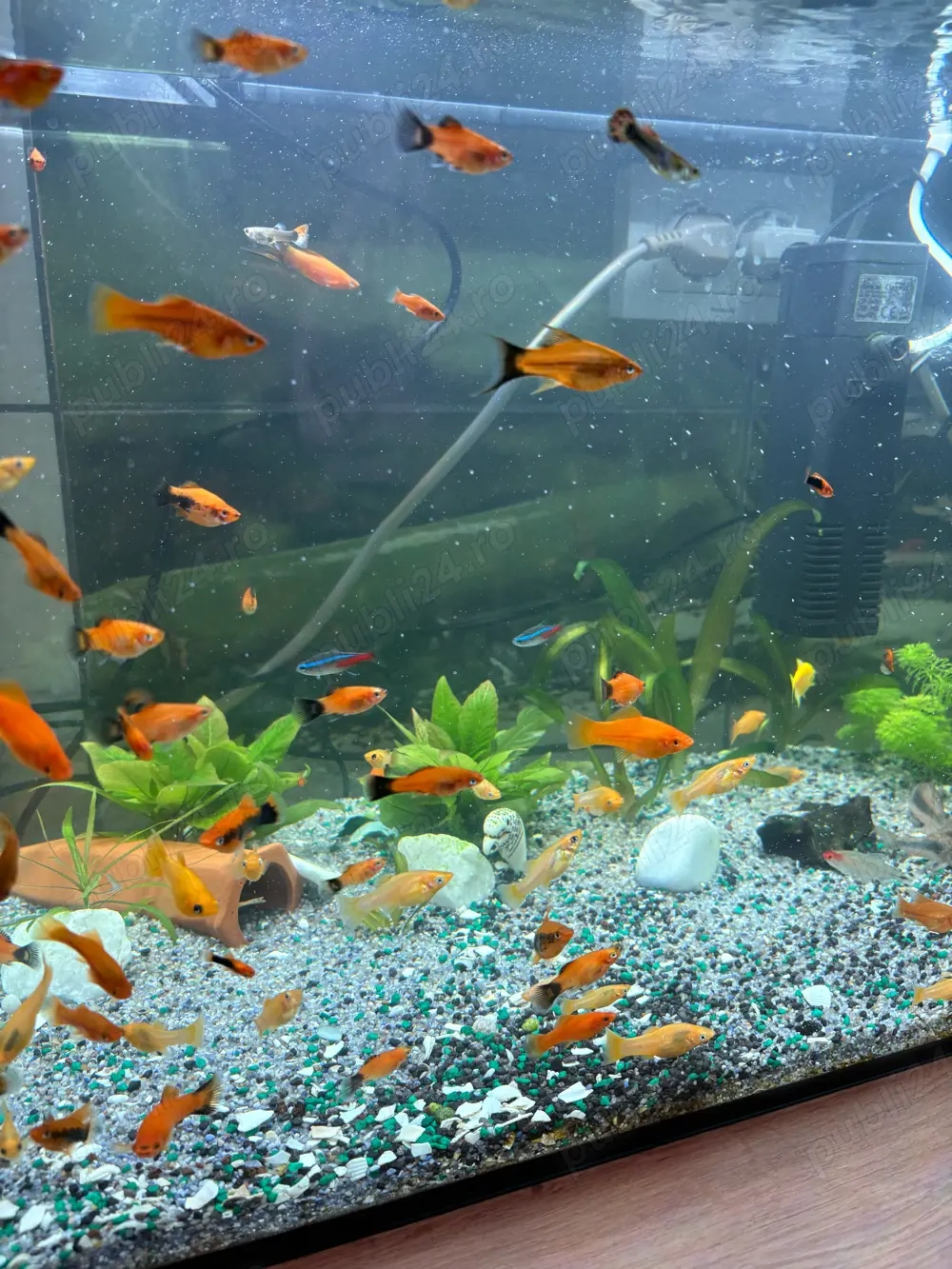 Vand Pesti de Acvariu