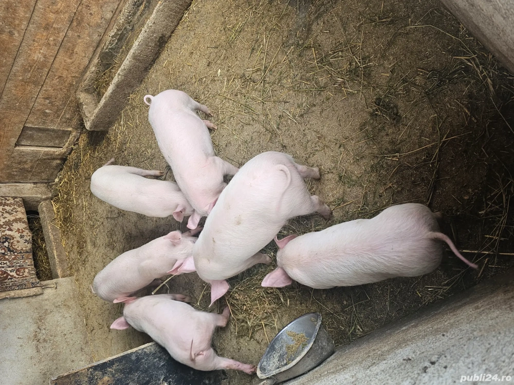 vand 6 grasuni cu varsta de 4 luni 