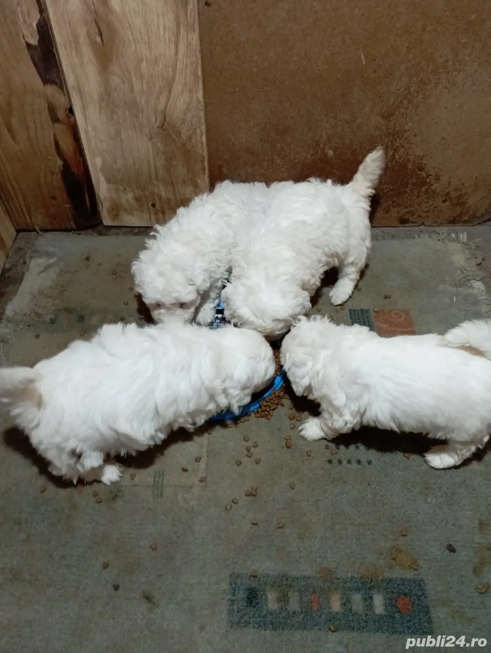 Căței bichon maltez 