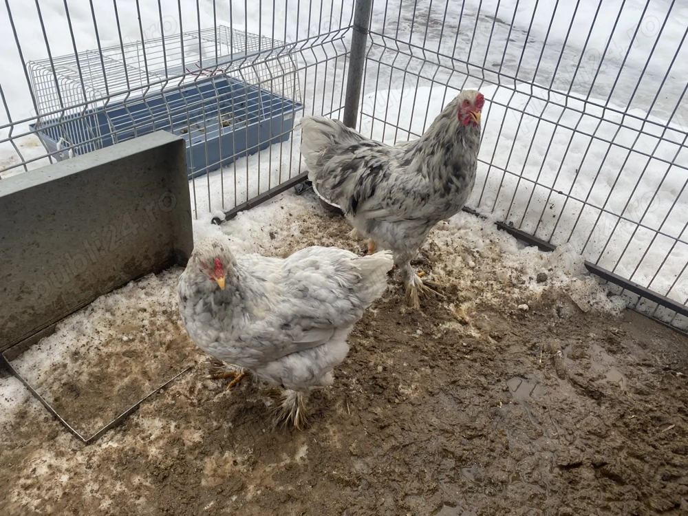 Găini de rasă brahma