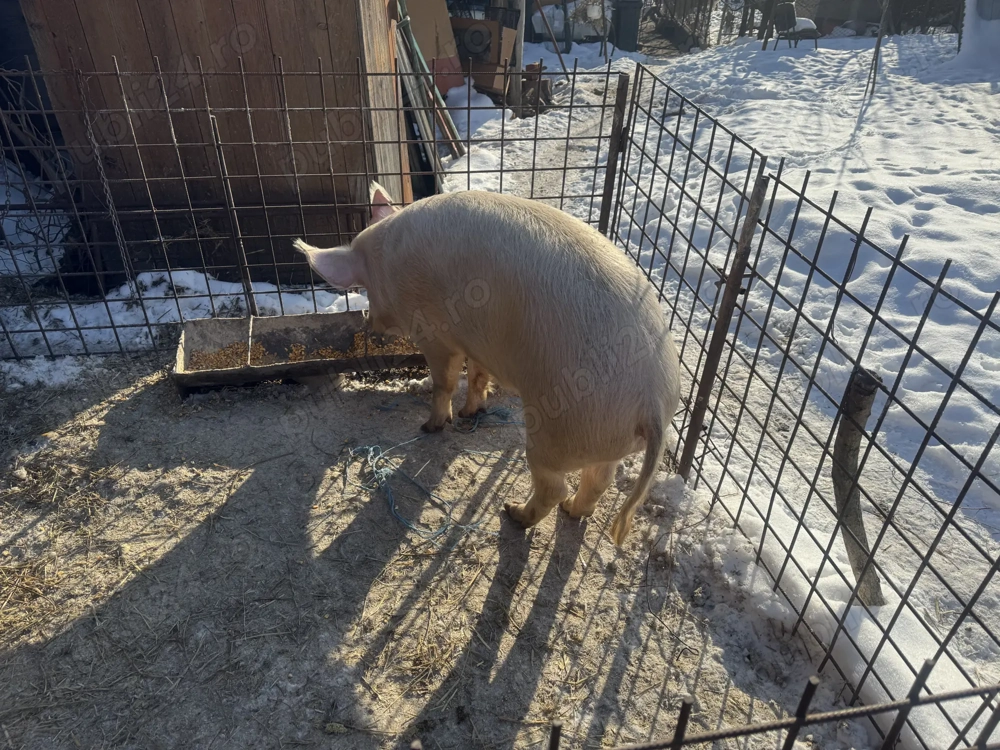 Vând porc pentru sacrificat sau pentru scroafa