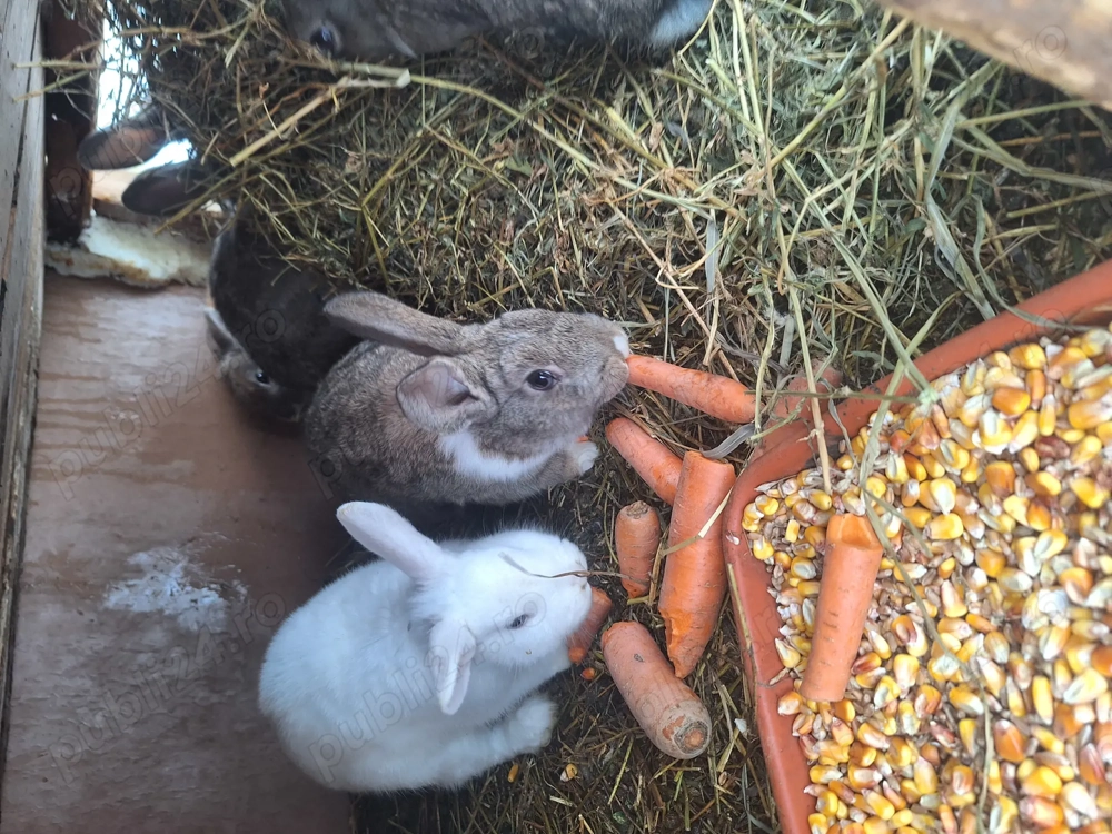 Iepurași metis diferite varste, culori si dimensiuni 