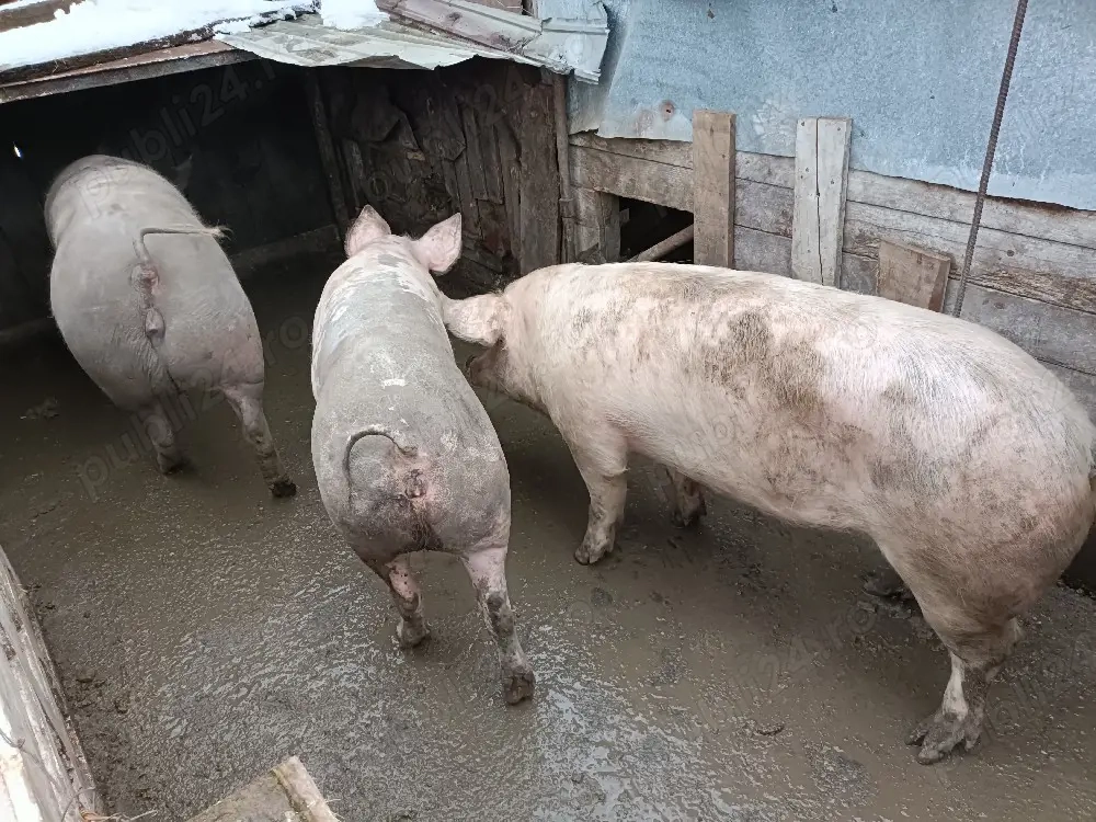 Porci de vanzare