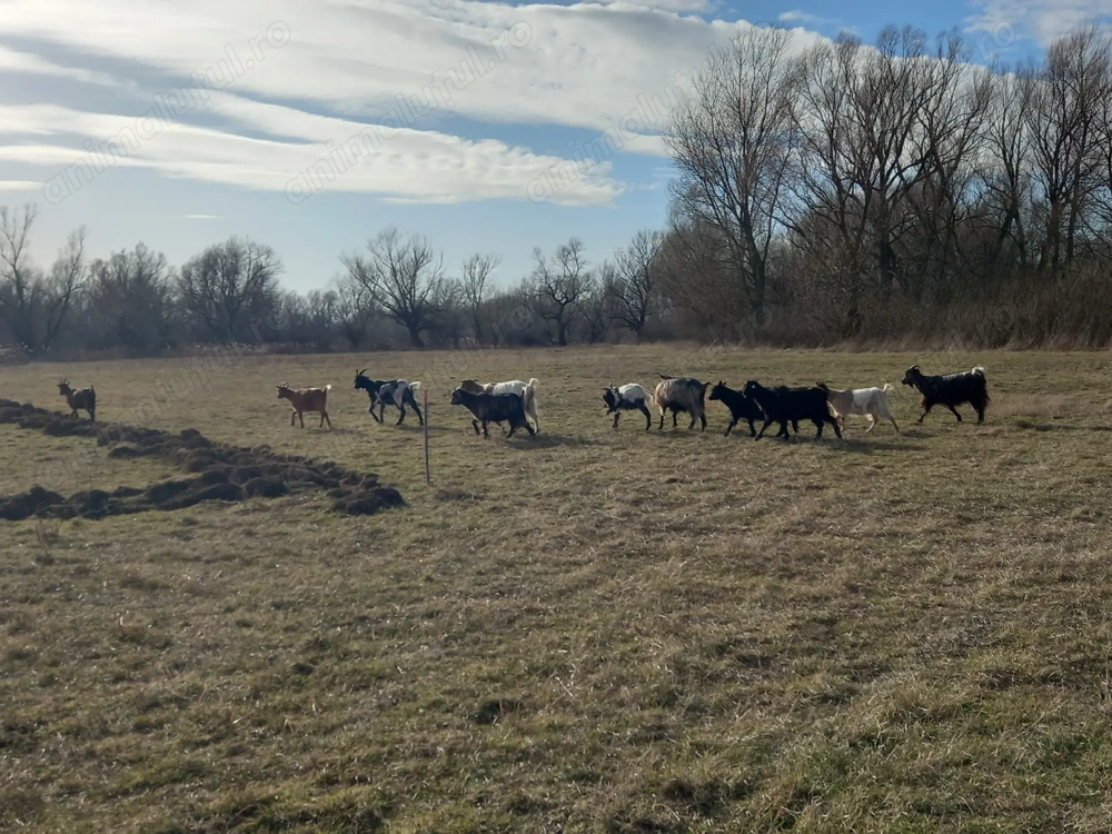 Vand 5 iedite si 5 capre preț per bucata 