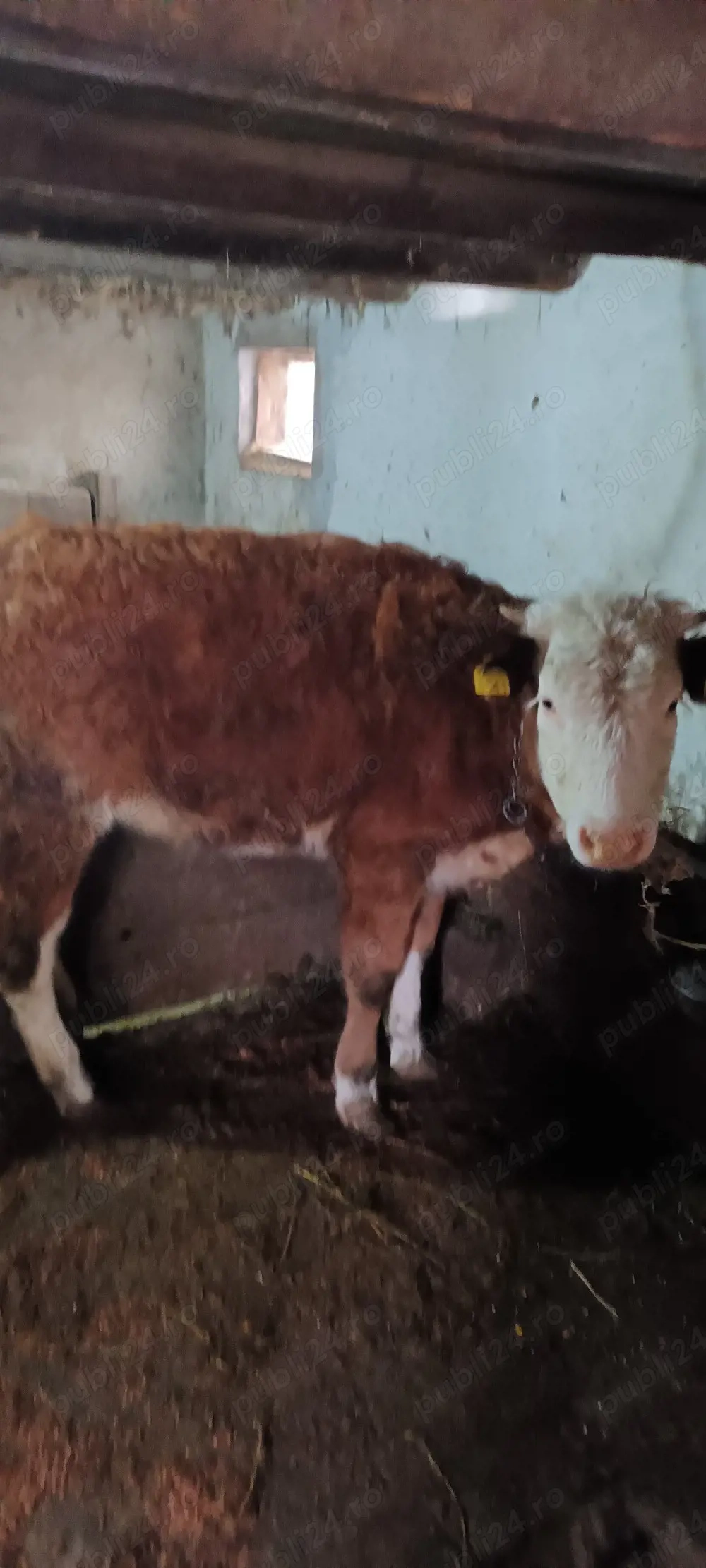 vti si vitele de vanzare