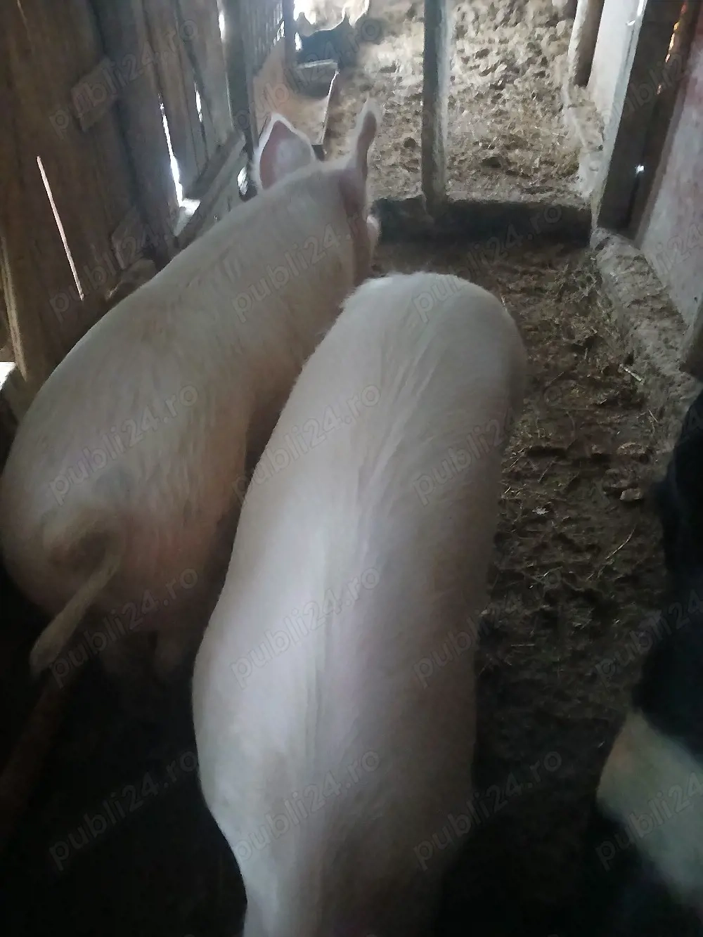 vand doi porci la viata