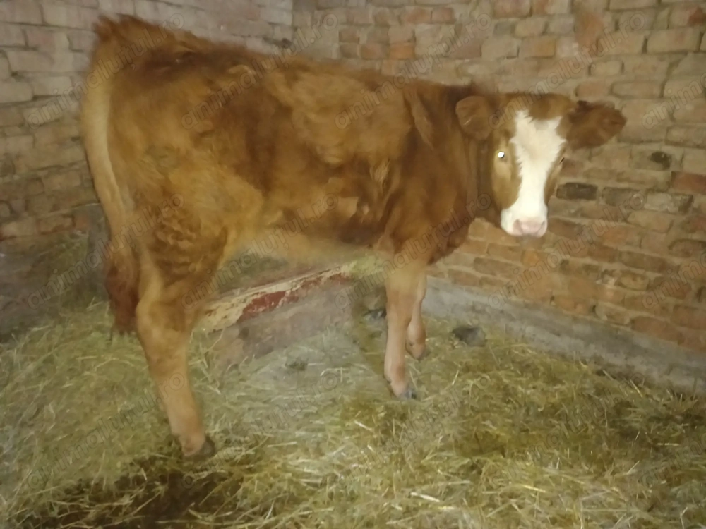 Vând vitea de 6 luni  scrieți mesaj Nu sunati 90 % nu am semnal 