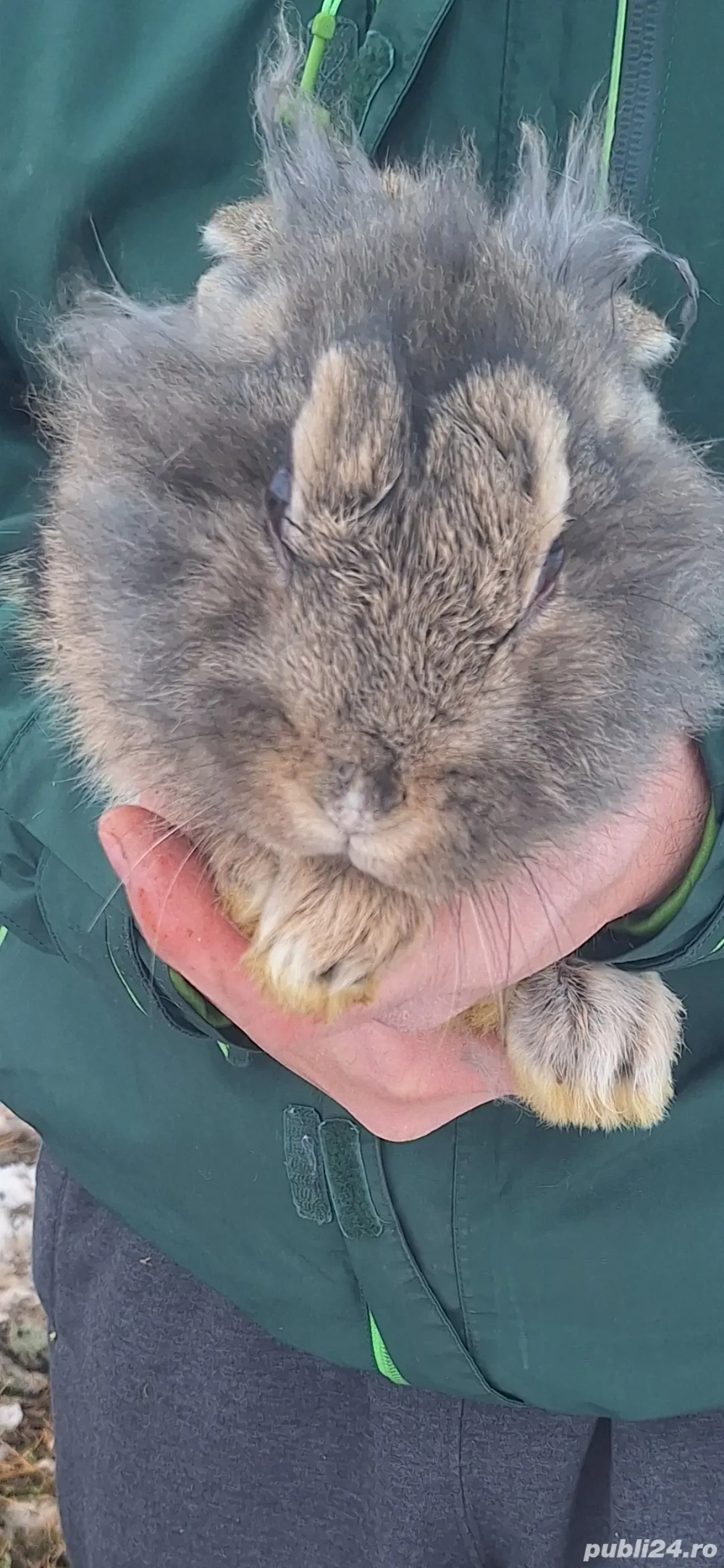 Vand iepurasi cap de leu 