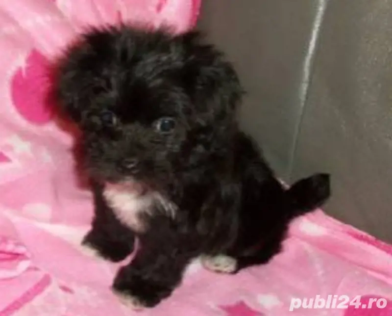 Bichon Havanez cu pedigree 