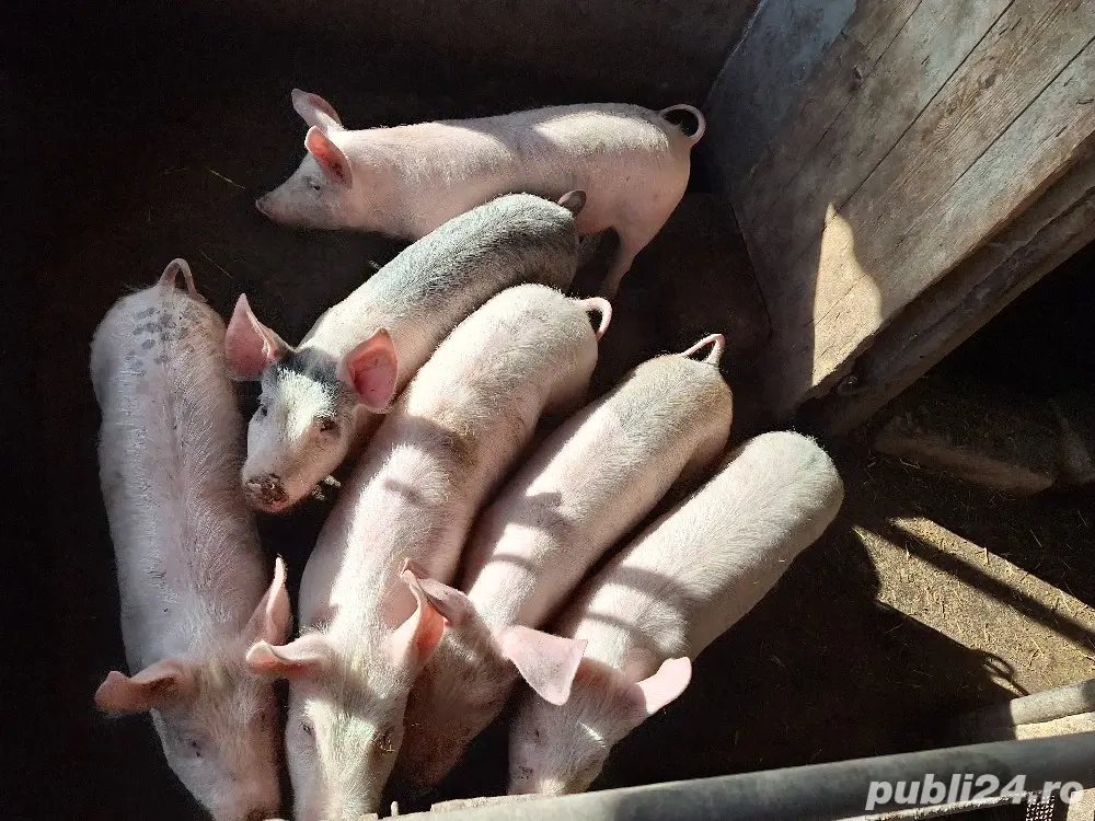 Șuldei de vânzare!